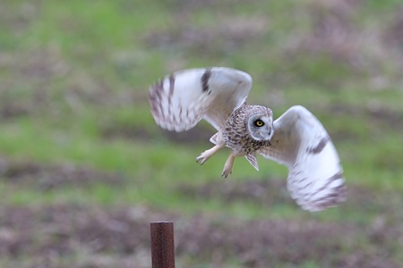 コミミズクの飛翔 2