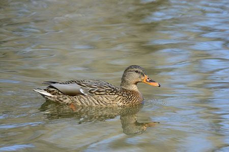 マガモ ♀ 生殖羽