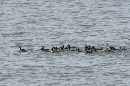 ハジロカイツブリ 夏羽の群れ
