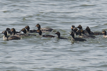 ハジロカイツブリ 夏羽の群れ アップ
