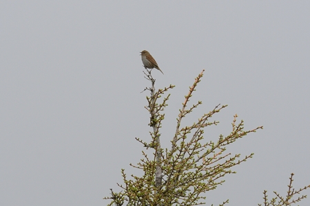 富士のカヤクグリ