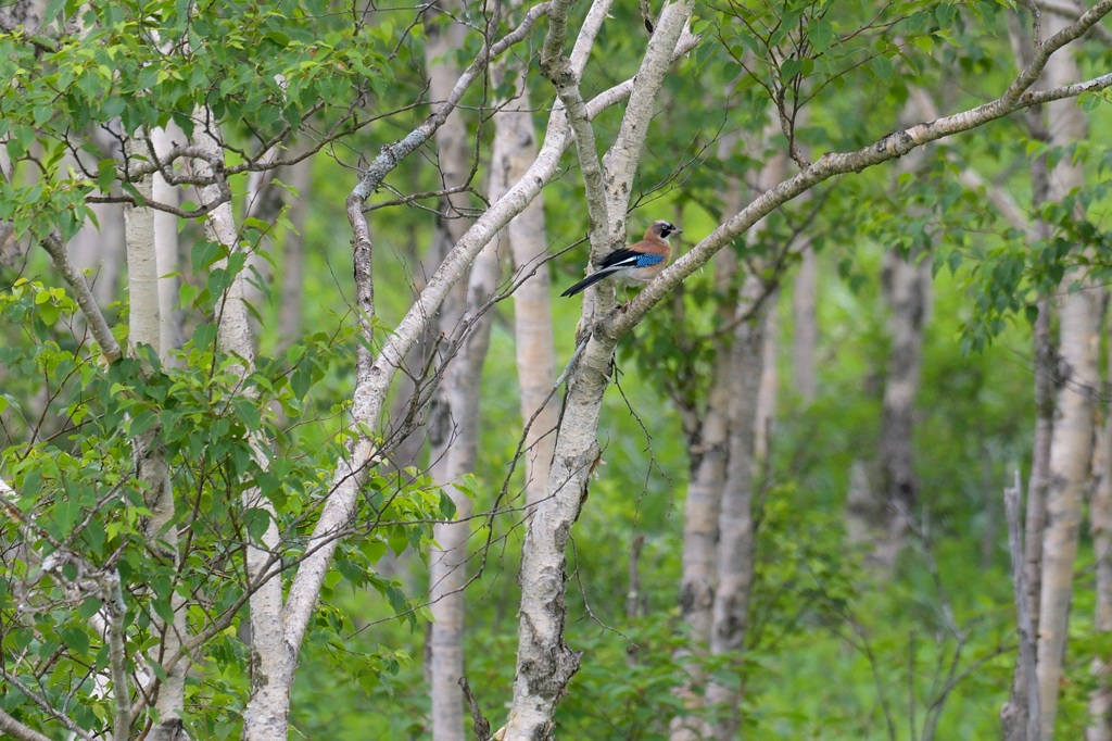 日本の野鳥 カケス Japanese Wild Birds Eurasian jay
