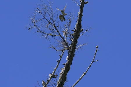 コムクドリの若鳥