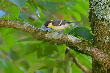 シジュウカラ 幼鳥