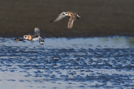 東京湾のメダイチドリ 夏羽 飛翔