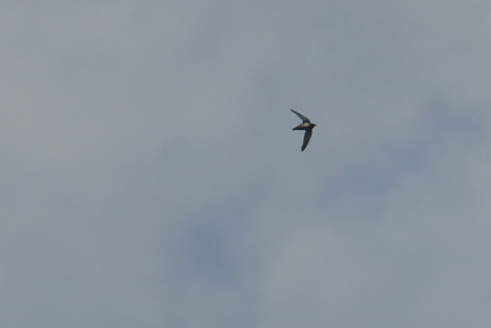 ハリオアマツバメ 背面