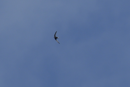 ハリオアマツバメ 下面