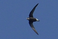 ハリオアマツバメ