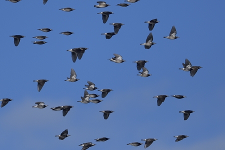 ムクドリ 群れの飛翔