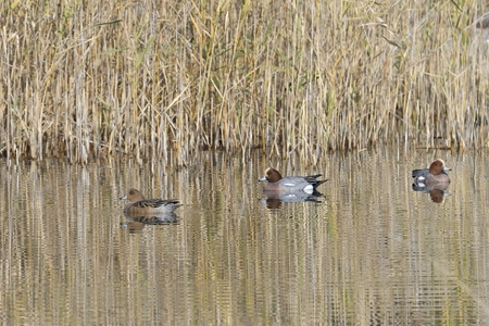 水の上のヒドリガモ ペア