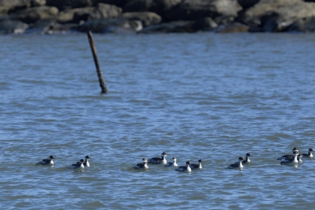 ハジロカイツブリ 冬羽の群れ