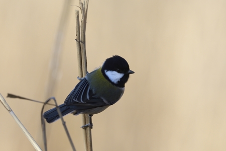 公園のシジュウカラ 1