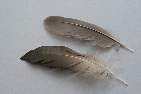 バンと思しき羽根