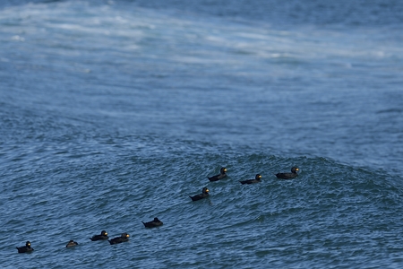 荒波に乗るクロガモ 2