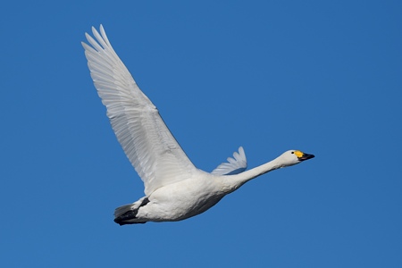 亜種コハクチョウの飛翔 成鳥