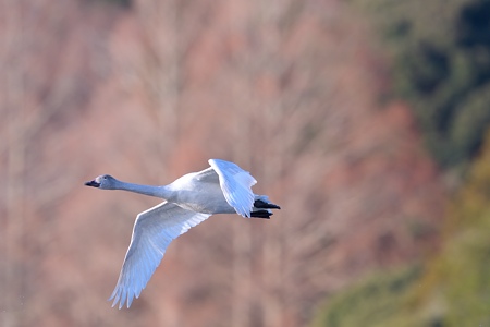 亜種コハクチョウの飛翔 若鳥