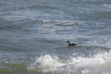 九十九里浜のミミカイツブリ