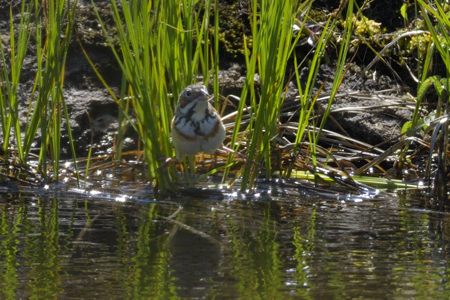 ホオアカ ♀ 夏羽 湿原