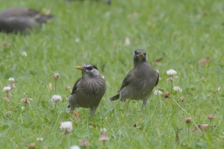 ムクドリ ♀ と若鳥
