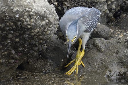 ササゴイ 正面より