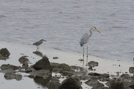 ササゴイとアオサギ