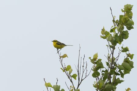 ツメナガセキレイ ♂ 夏羽