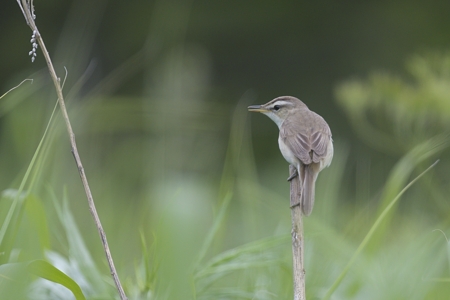 道北のコヨシキリ 2
