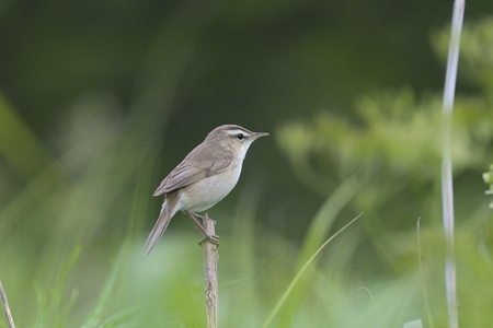 礼文島のコヨシキリ 1
