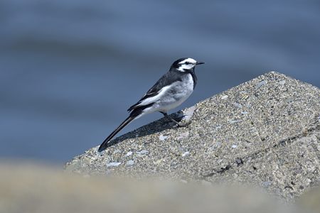 ハクセキレイ ♂ 夏羽