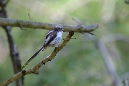 亜種シマエナガ 幼鳥