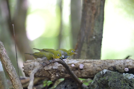 メジロの三兄弟 ? 1