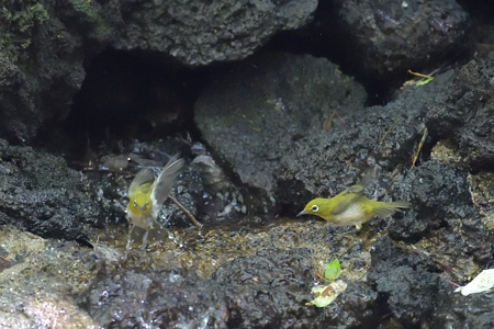 メジロの三兄弟 ? 2