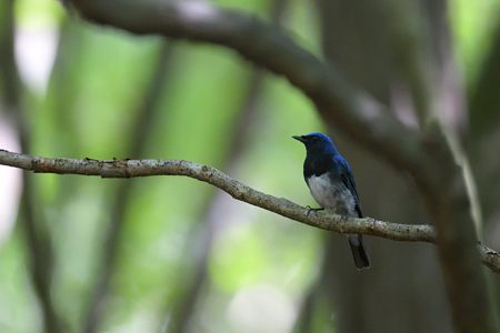 山梨のオオルリ ♂
