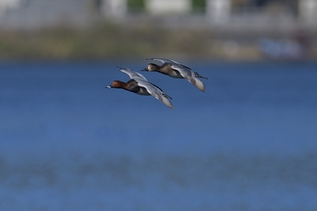 山中湖のホシハジロ 飛翔