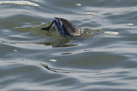 ミミカイツブリのダイビング