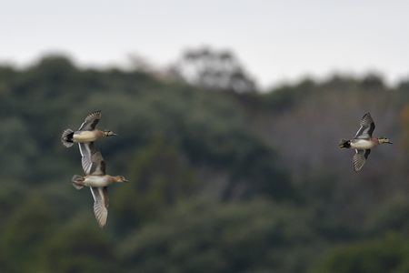 トモエガモの飛翔