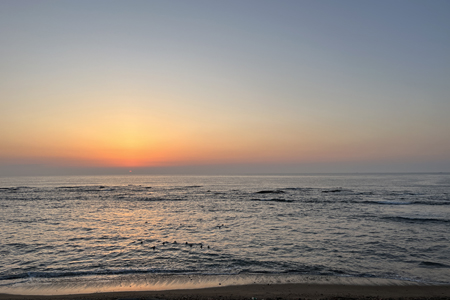 夜明けヒドリガモ