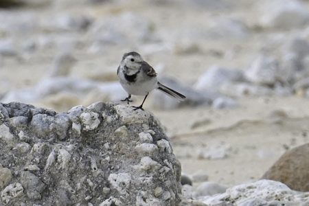 亜種 ホオジロハクセキレイ Motacilla a leucopsis ♀