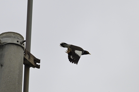 インドハッカ 飛翔