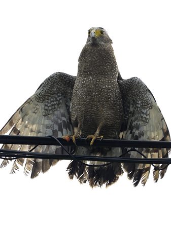 カンムリワシ 1