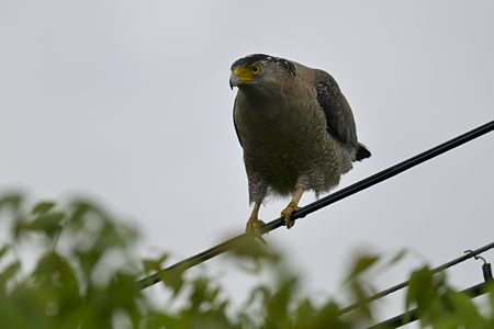 カンムリワシ 2