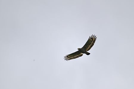 カンムリワシの飛翔 1