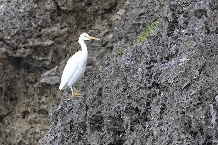 クロサギ 白色型