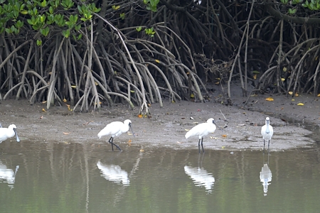クロツラヘラサギの群れ