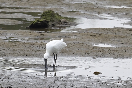 クロツラヘラサギ 正面