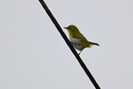 リュウキュウメジロ・Zosterops J loochooensis