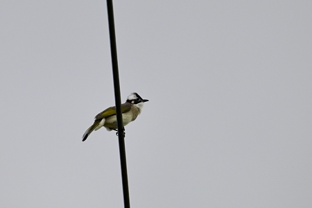 八重山諸島のシロガシラ
