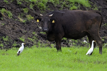 八重山諸島のインドハッカ