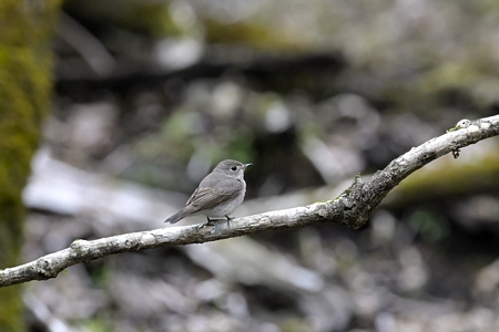 静岡のコサメビタキ