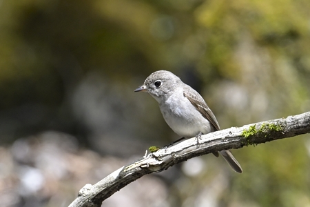 静岡のコサメビタキ 若